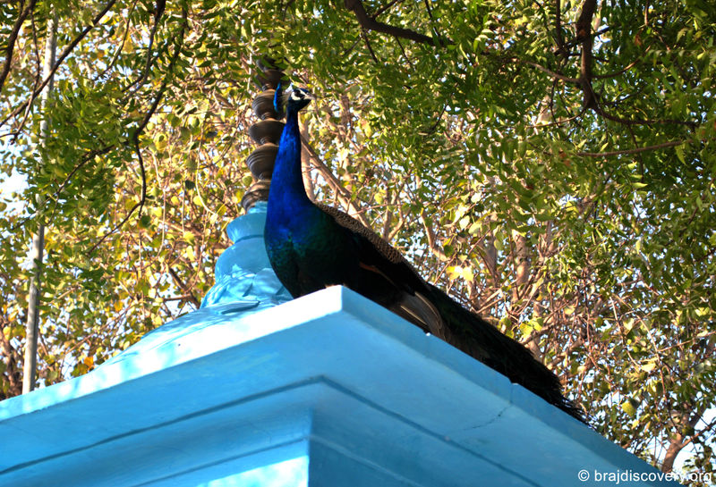 चित्र:Peacock-Mathura-3.jpg