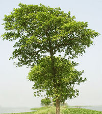 Kadamb-tree.jpg