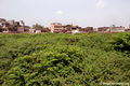Nidhivan-garden.jpg